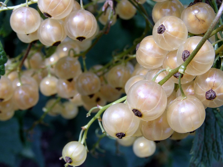 Смородина белая Ютерборгская