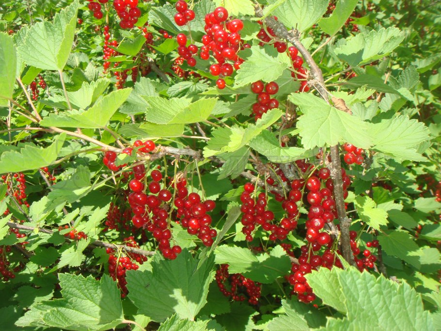 Смородина Изумрудное ожерелье