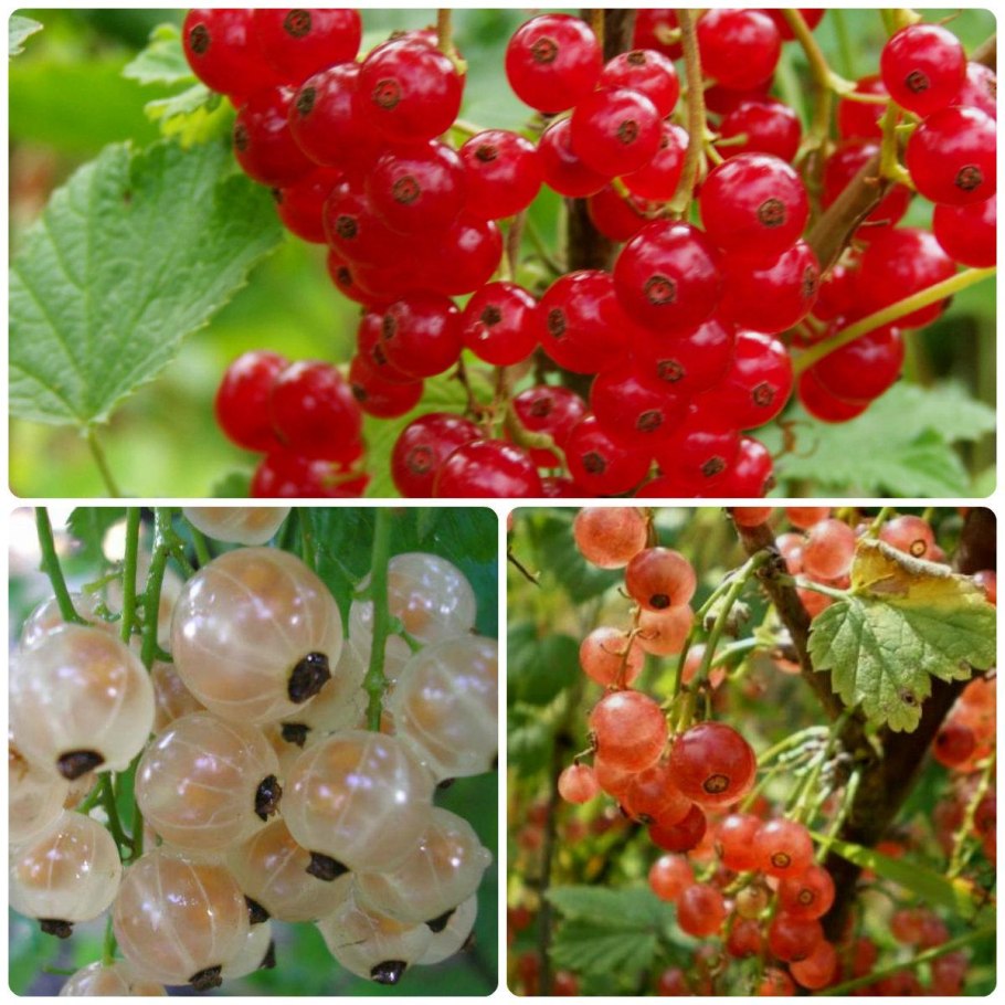 Смородина чёрная