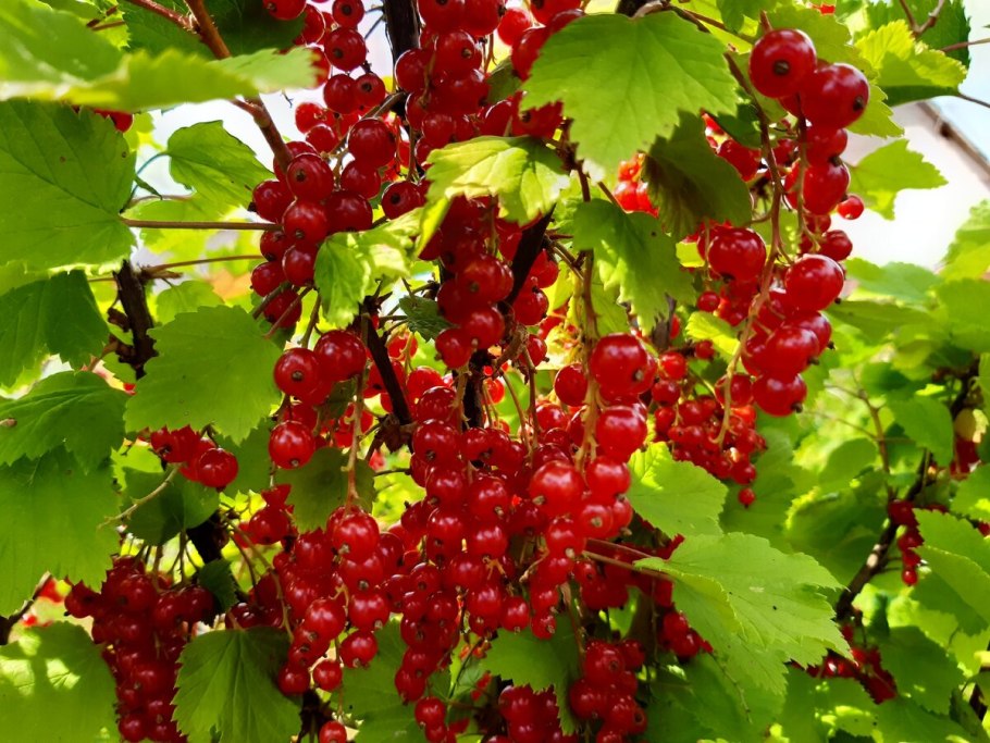 Цветки красной смородины