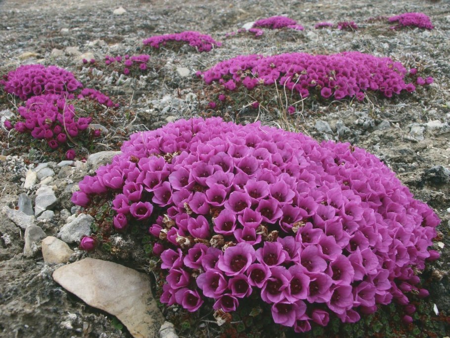 Полярная камнеломка