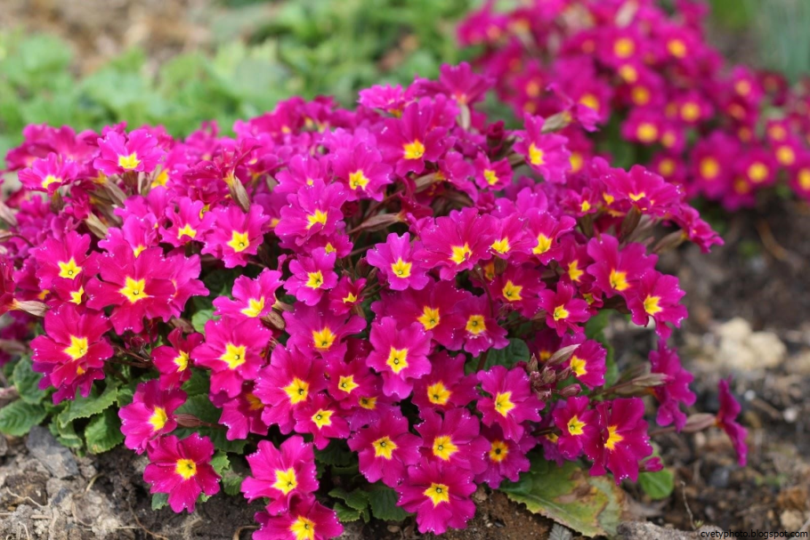 Примула бесстебельная