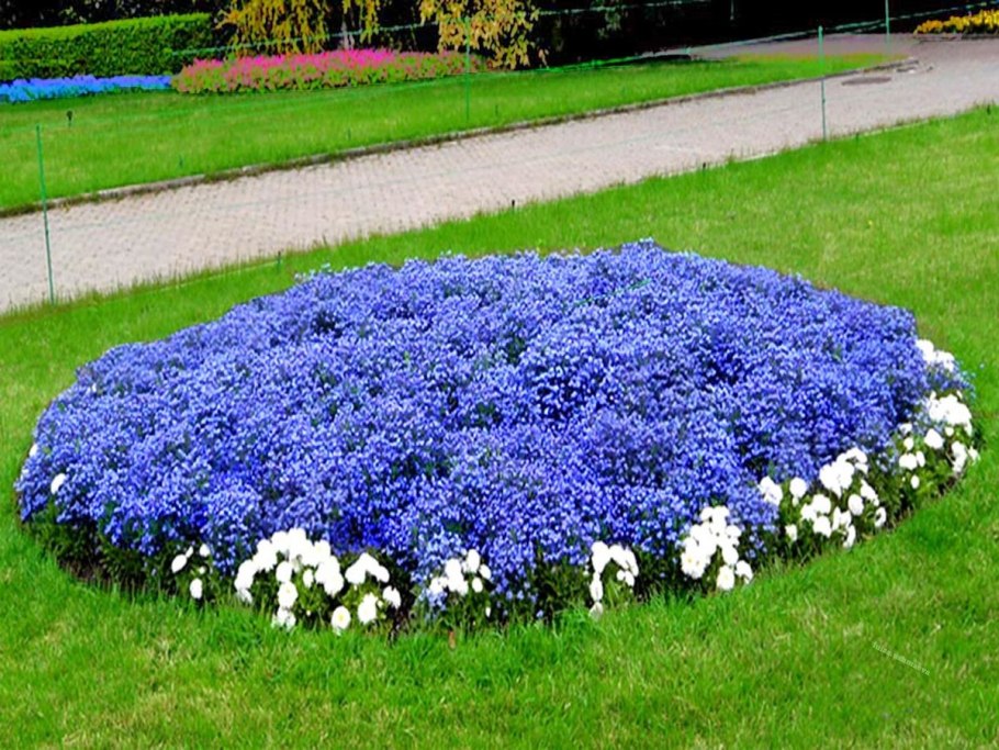 Агератум обриета алиссум