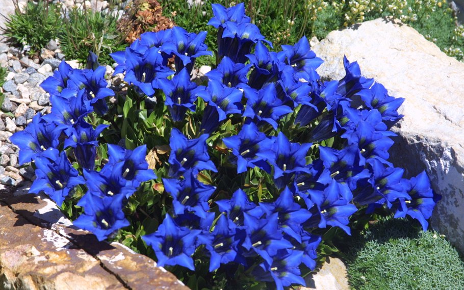 Обриета алиссум