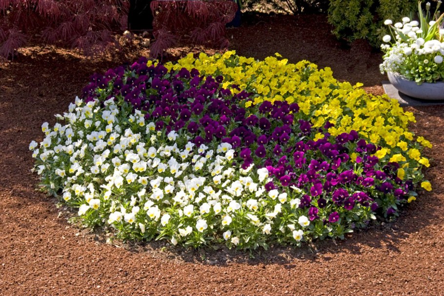 Алиссум Wonderland Purple