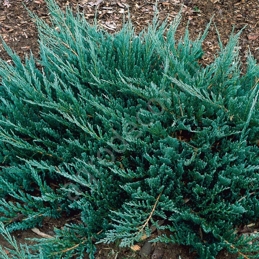 Можжевельник минт Джул