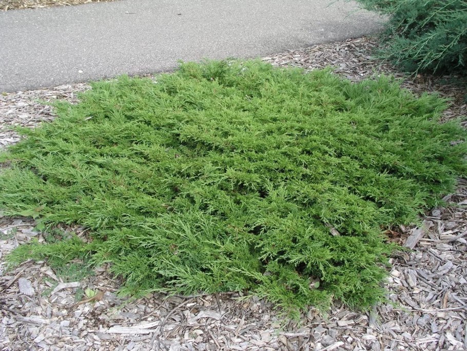 Можжевельник горизонтальный Айси Блю