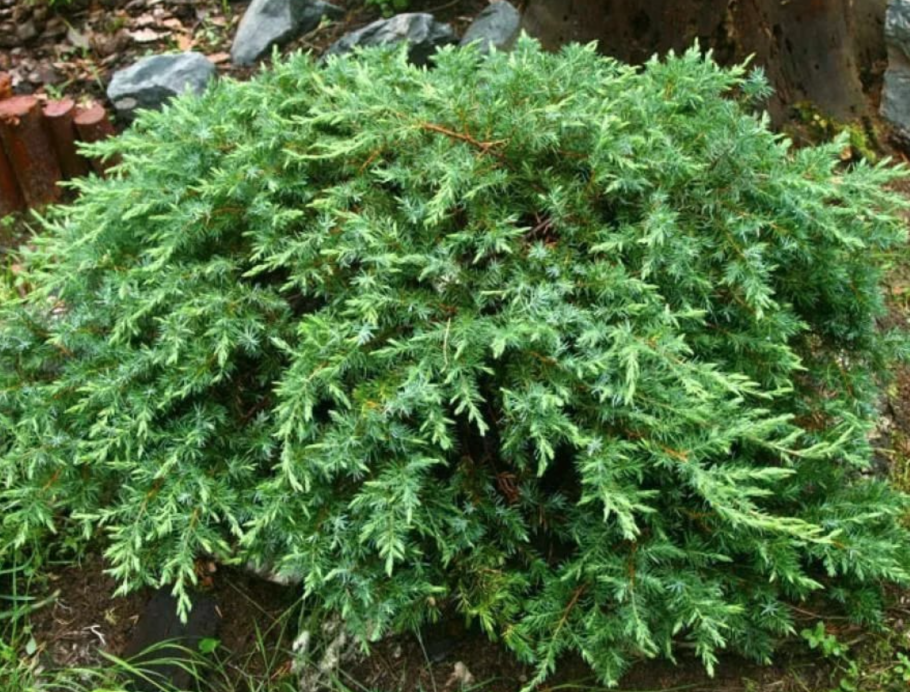 Можжевельник Дрим Джой