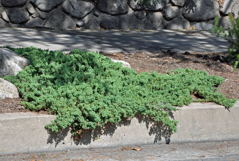 Микробиота хвойник