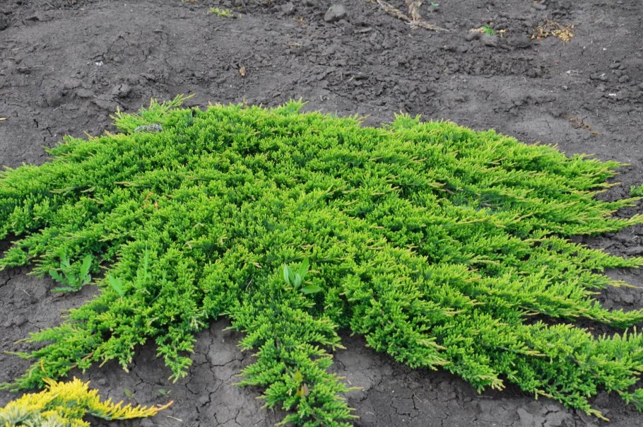 Можжевельник горизонтальный Вилтони