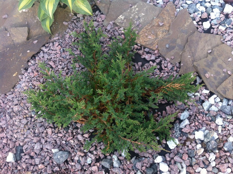 Можжевельник казацкий Глаука