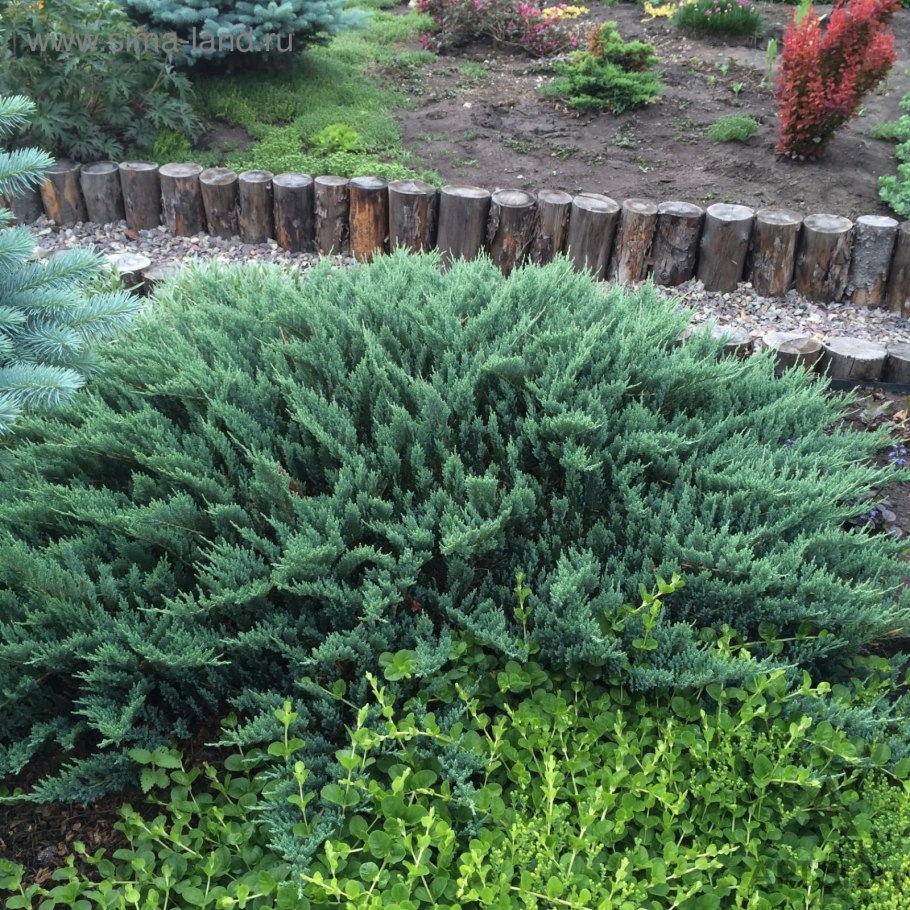 Можжевельник горизонтальный Грин карпет