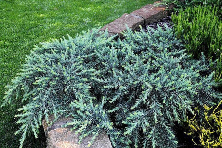 Juniperus horizontalis