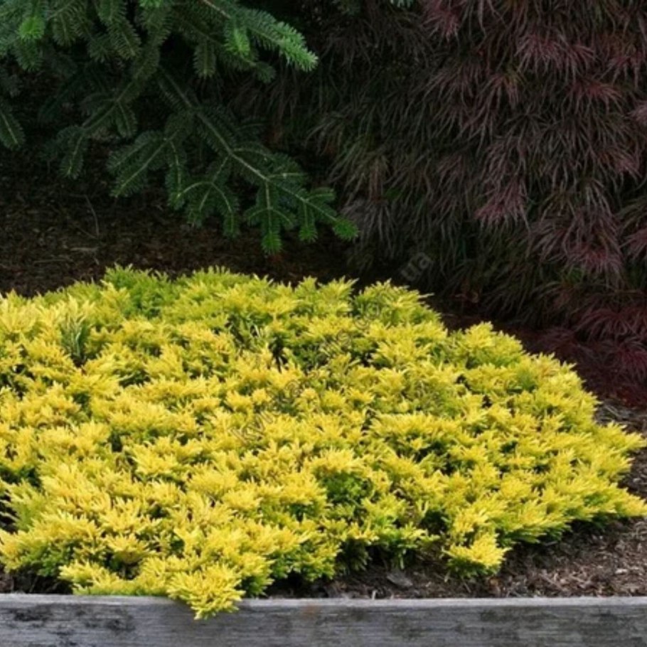 Можжевельник обыкновенный Грин карпет