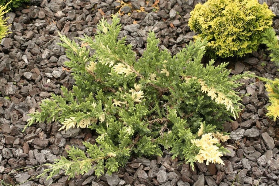 Можжевельник горизонтальный принц оф Уэльс