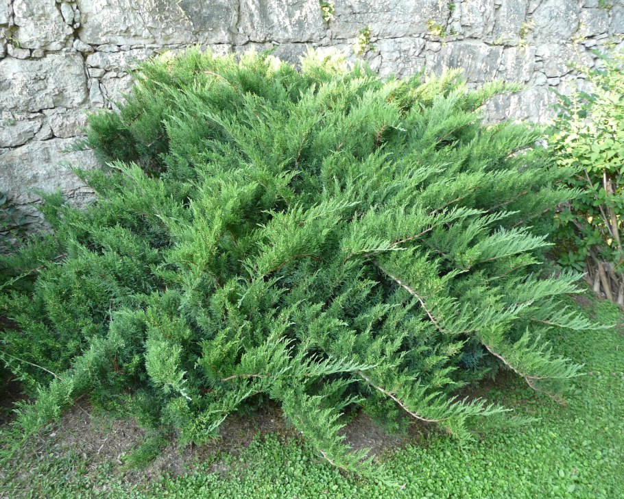 Можжевельник Блю Корвет