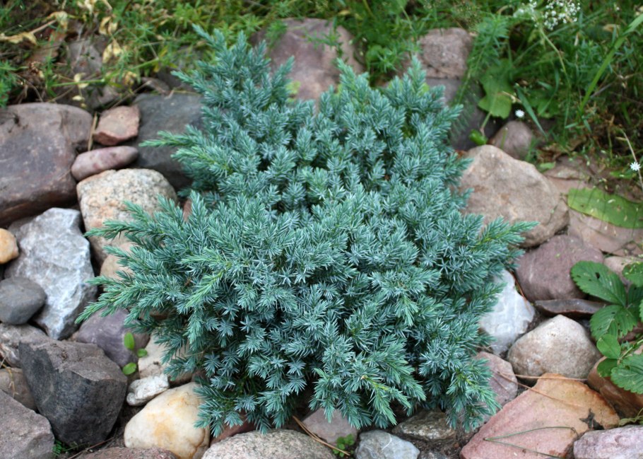 Можжевельник чешуйчатый Лодери