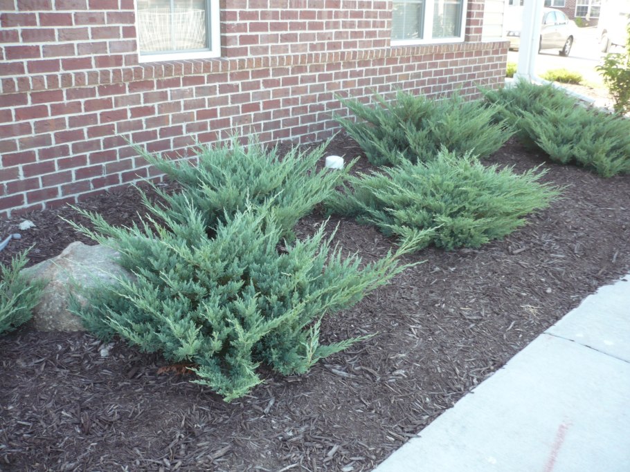 Можжевельник стелющийся Блю карпет