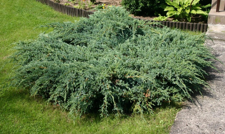 Можжевельник Скуамата Блю
