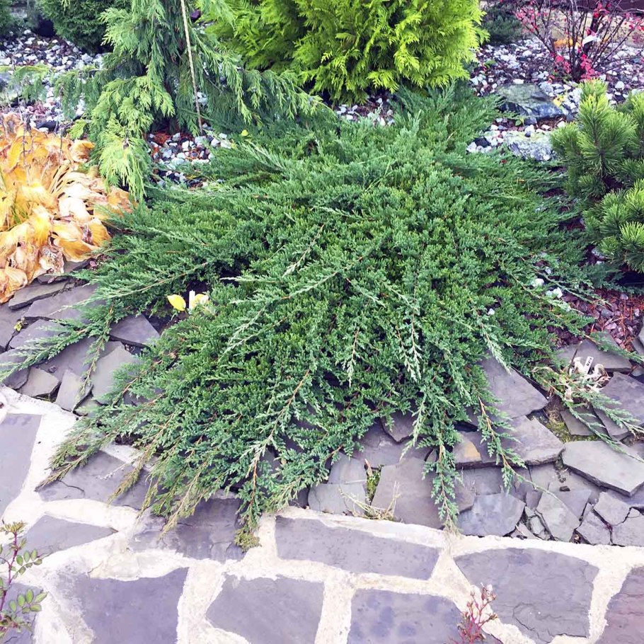 Можжевельник Вилтони