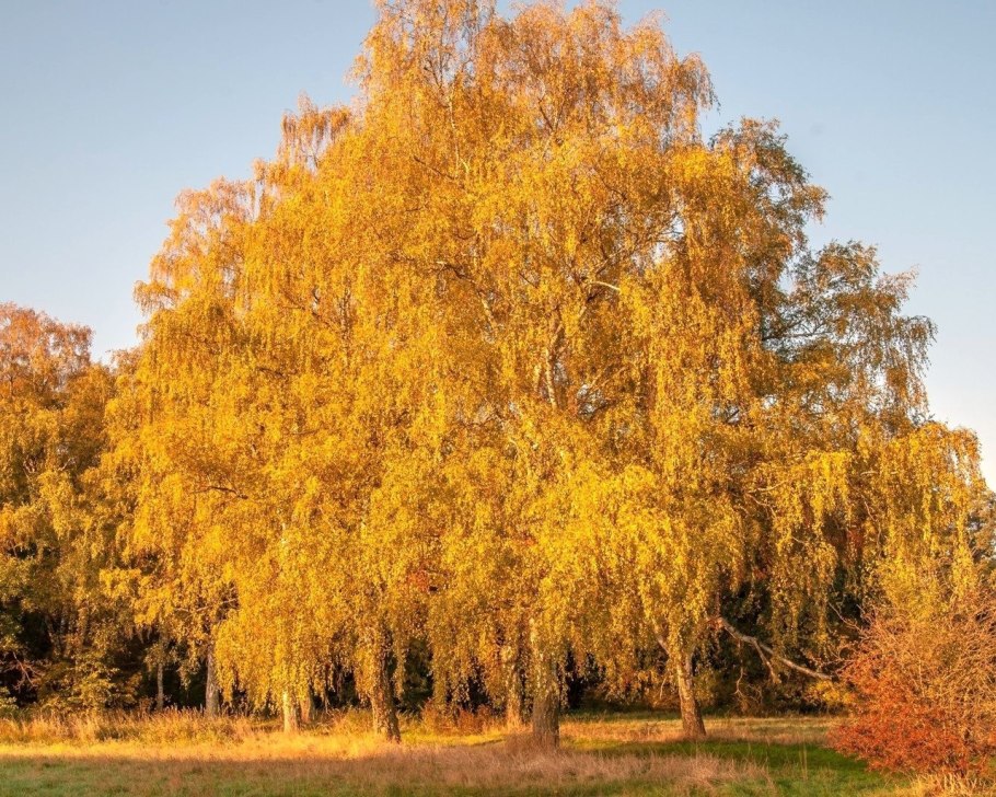 Береза повислая Betula pendula