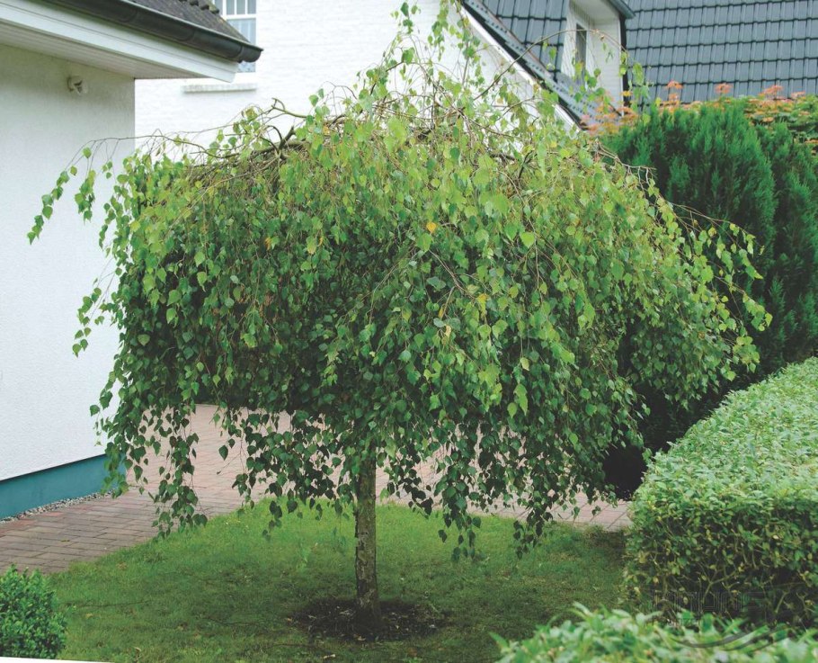 Береза плакучая Youngii