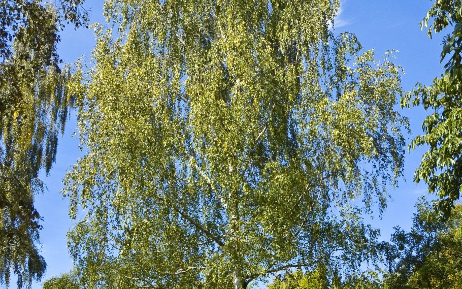 Береза повислая betula pendula