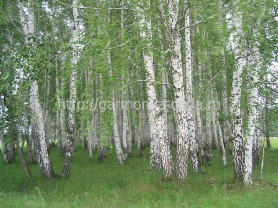 Березовая роща береза повислая