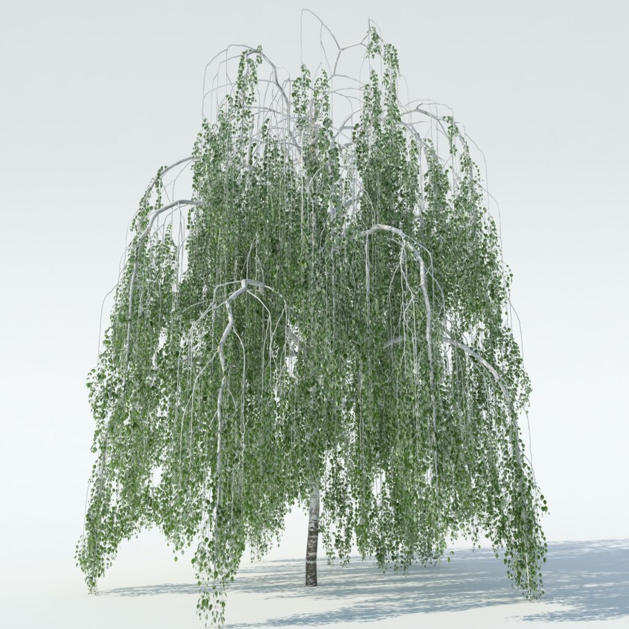 Береза повислая (бородавчатая) – Betula pendula