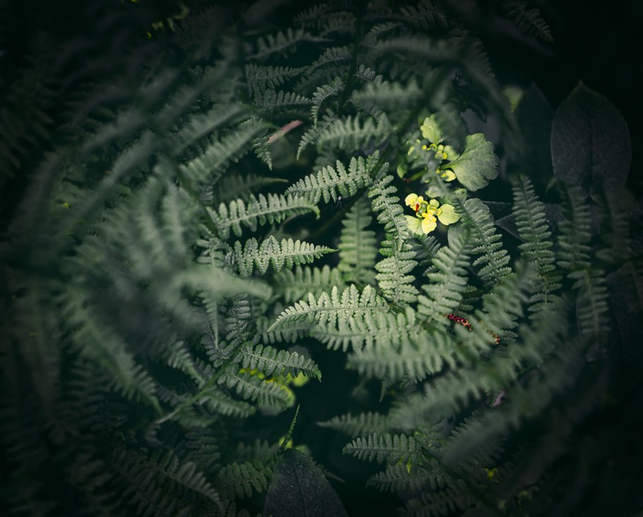 Филип Боноски Волшебный папоротник