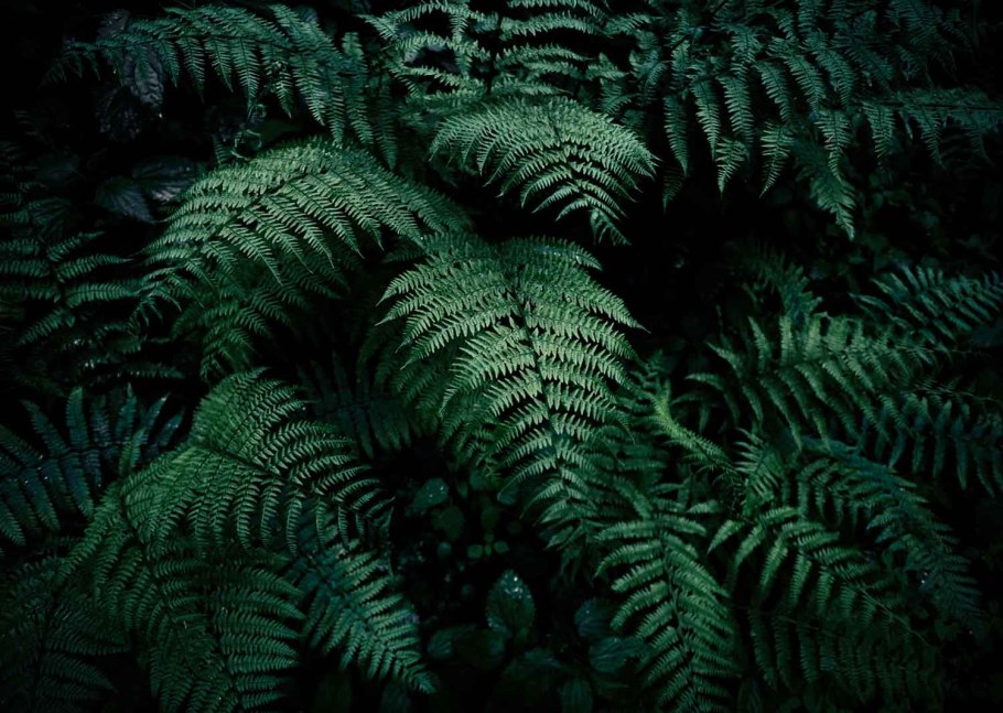 Шишкин папоротники в лесу