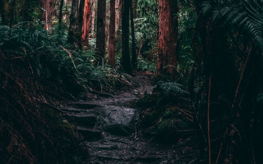 Лес Минимализм