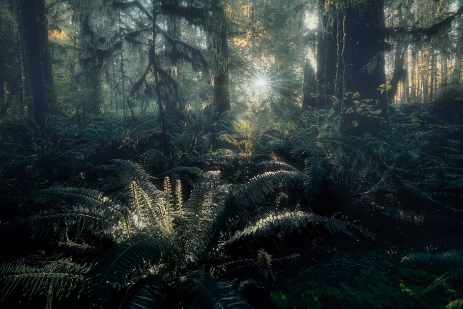 Темные заросли джунгли