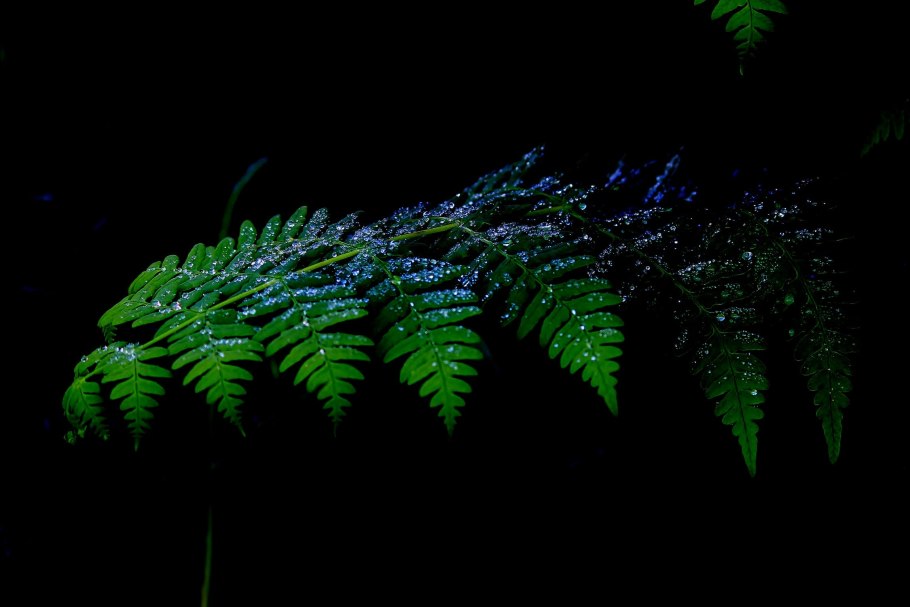 Черный папоротник