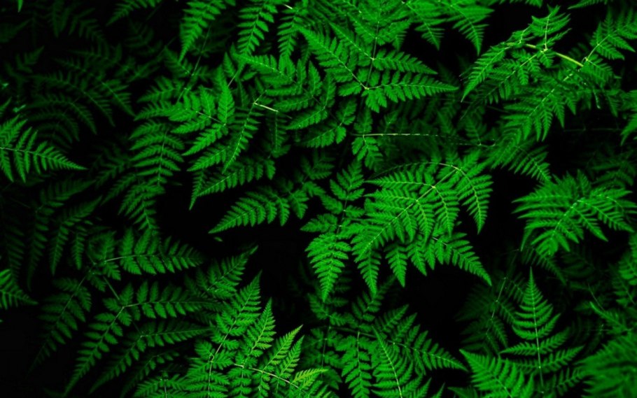 Папоротник Пиррозия Эстетика