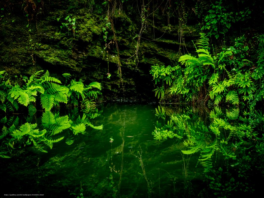 Цветущий папоротник в ночь на Ивана Купала