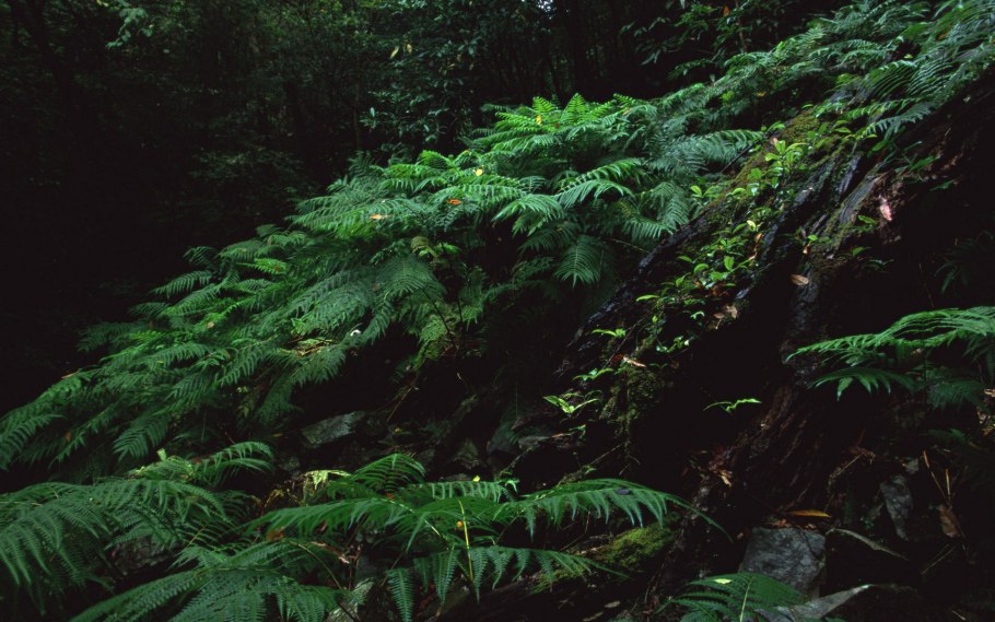 Заросли папоротника