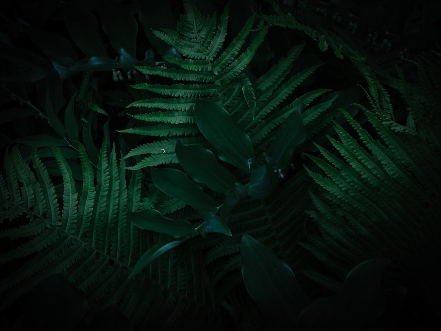 Лист папоротника