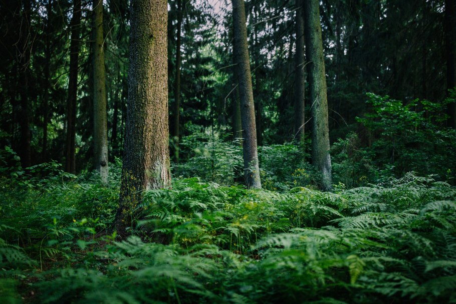 Микрограмма папоротник