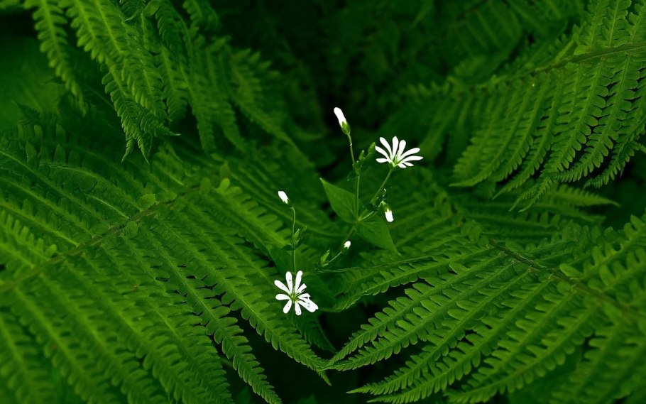 Aesthetic папоротник