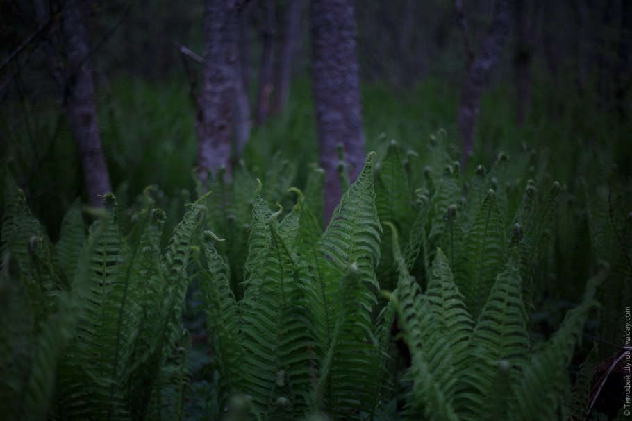 Мрачный лес папоротник
