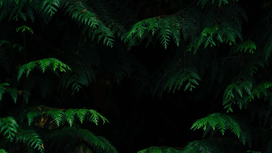 Джунгли ночью