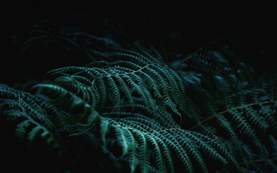 Вапорвейв Эстетика папоротник