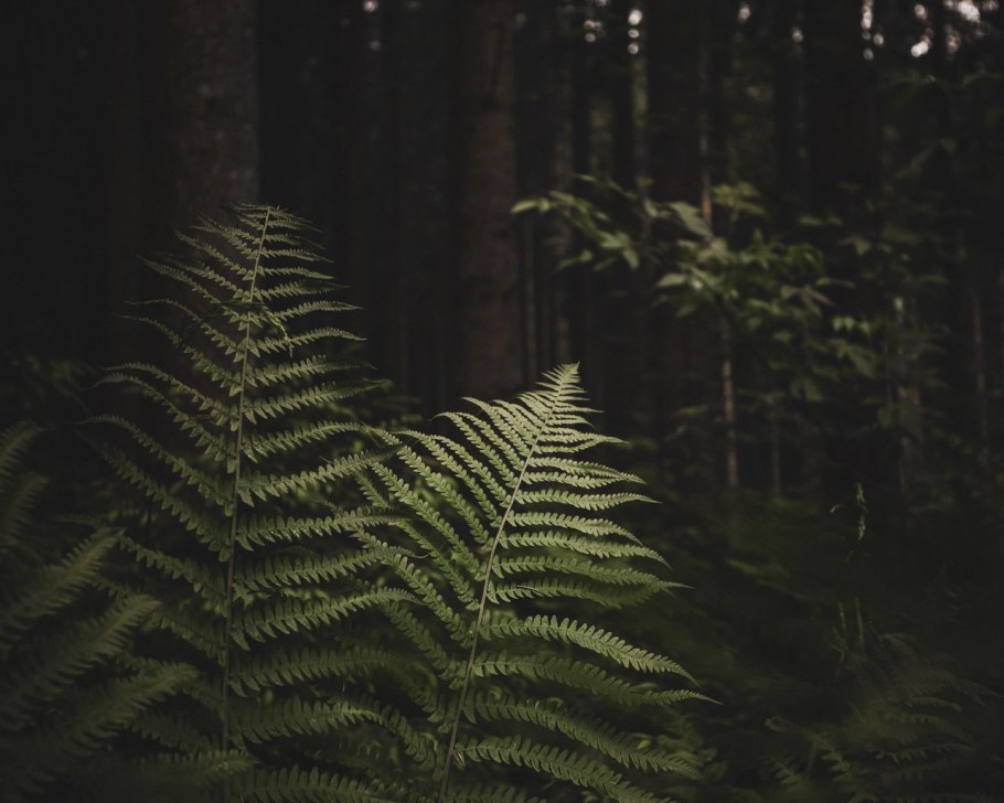 Папоротник 1080