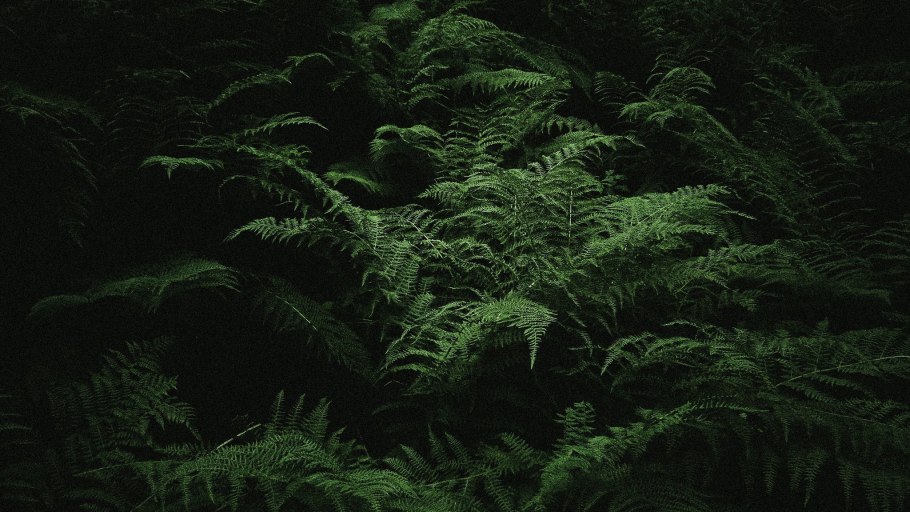 Green Hell папоротник