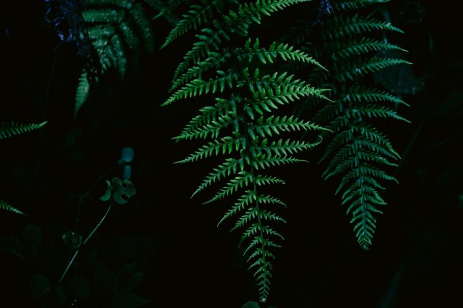 Папоротник в Японии