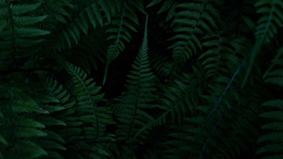 Папоротник Паршеман