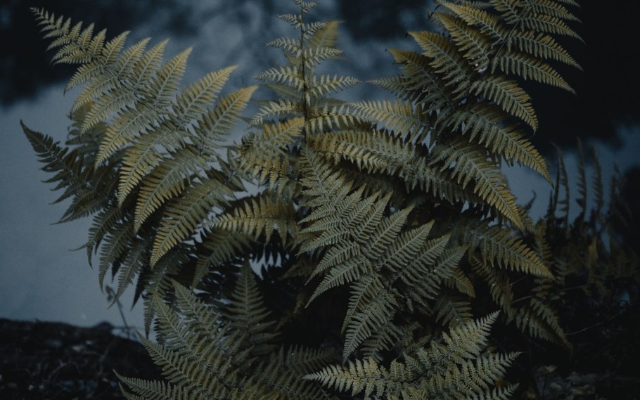 Папоротник k7l0272