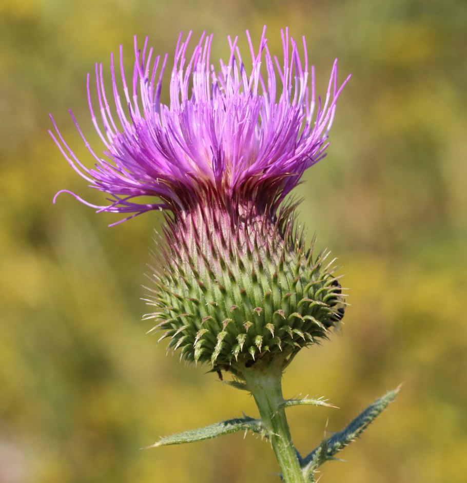 Бодяк обыкновенный (Cirsium vulgare)