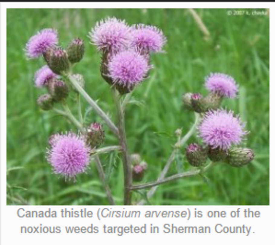 Бодяк обыкновенный (Cirsium vulgare)